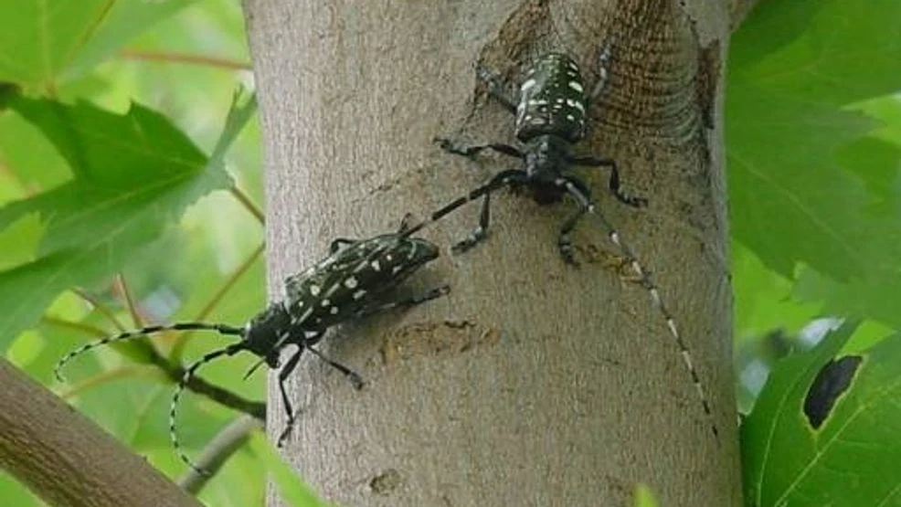 Asian Longhorned Beetle Detected at Mount Pleasant Shopping Center