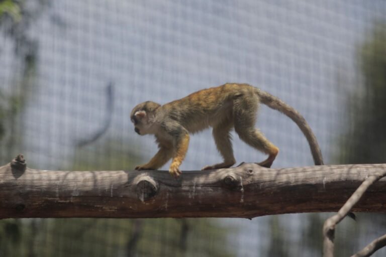 Capuchin Monkey on the Loose Near Charlotte, NC; Officials Urge Caution