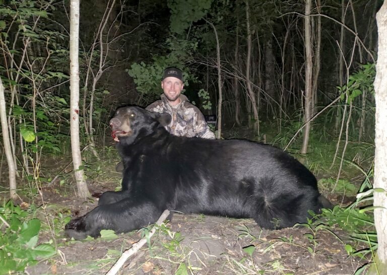 Minnesota Hunter Produces 560-Pound Bear in Zone 31 as Early Season Yields Average Results