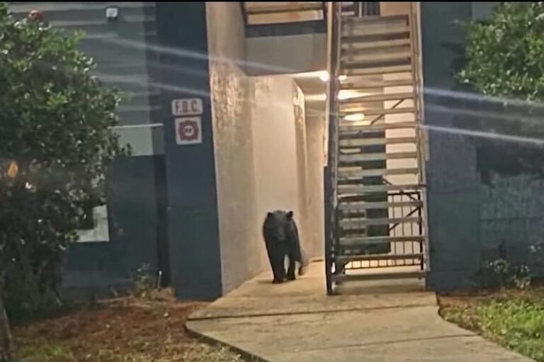 Black Bear Spotted Roaming Orlando Apartment Stairwell