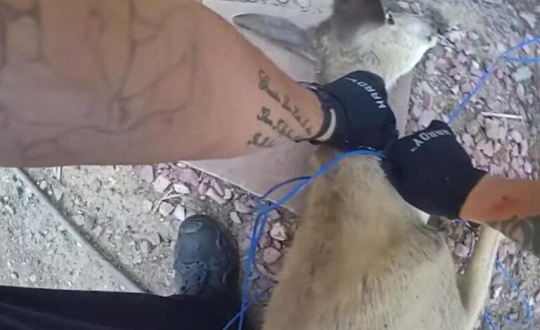 Colorado Deputies Free Deer After Tomato Cage Gets Stuck on Its Head