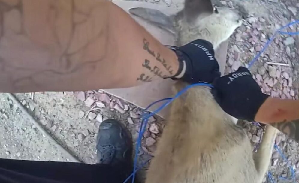 Colorado Deputies Free Deer After Tomato Cage Gets Stuck on Its Head