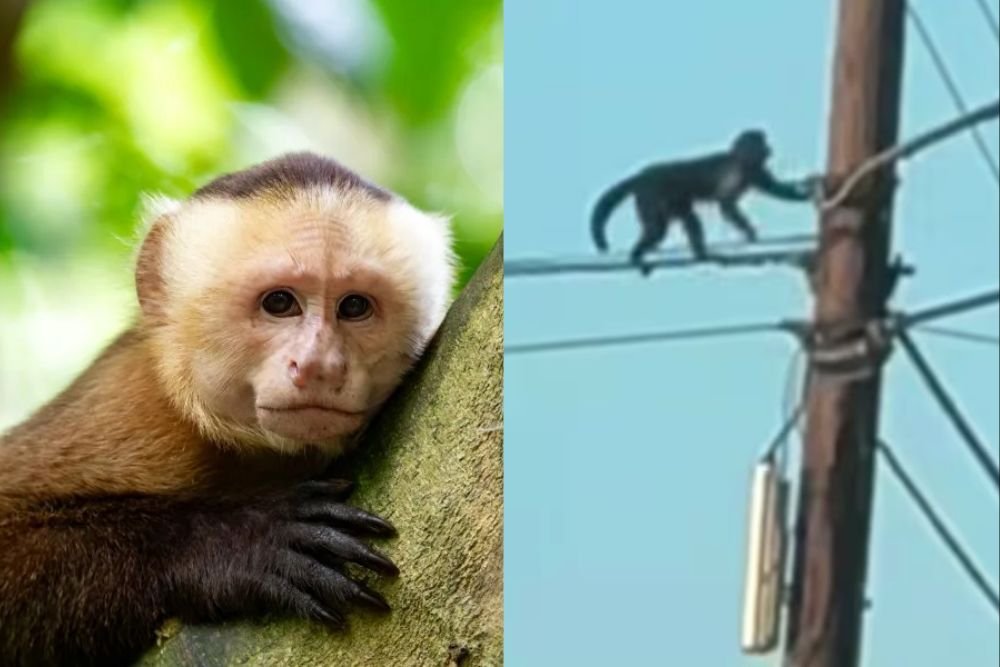 Escaped Monkey Struck by Car Days After Breaking Out of North Carolina Zoo