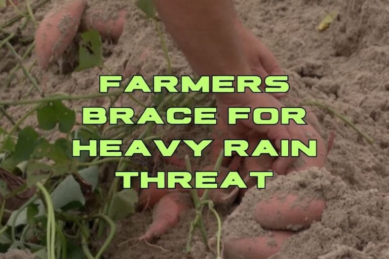 North Carolina Farmers Brace for Heavy Rain That Could Devastate Harvest