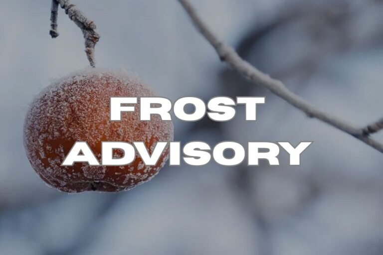 Central Pennsylvania Frost Alert: Overnight Lows Near 35 Threaten Gardens