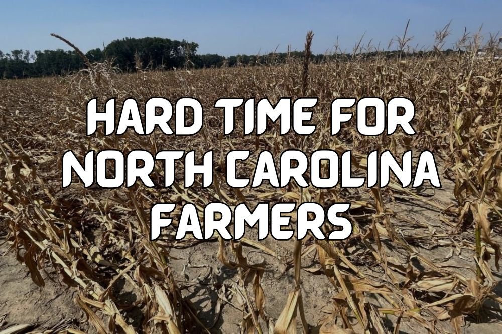 North Carolina Farmer Battles Weeks-Long Drought as Fall Crops Face Major Setbacks