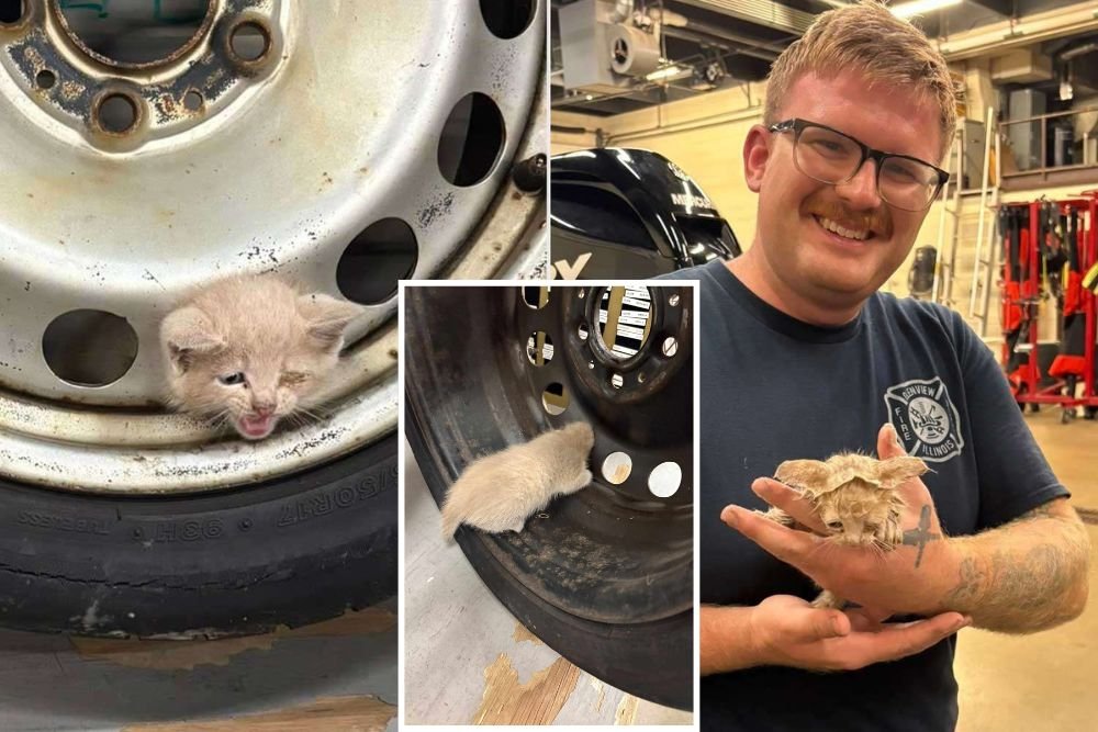 Illinois Firefighters Rescue Tiny Kitten Stuck in Tire Using Dish Soap