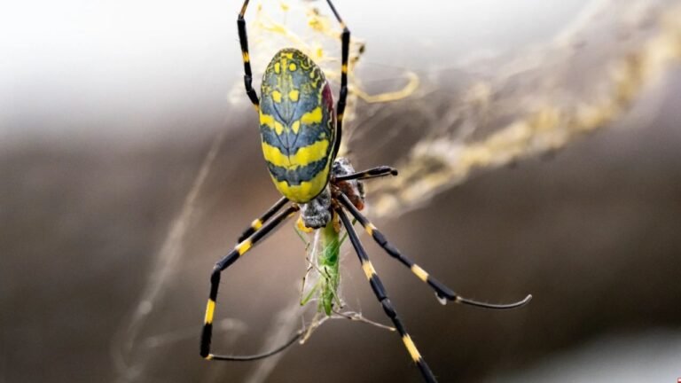 Invasive Joro Spiders Returning to South Carolina This Fall—Are They a Threat?