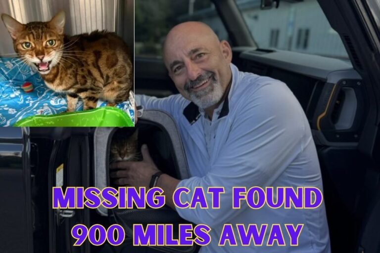 Florida Family Reunited with Missing Cat Found 900 Miles Away in North Carolina