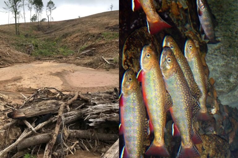 NC Cattle Farmer Fined $92,000 Over Damage to Mountain Streams