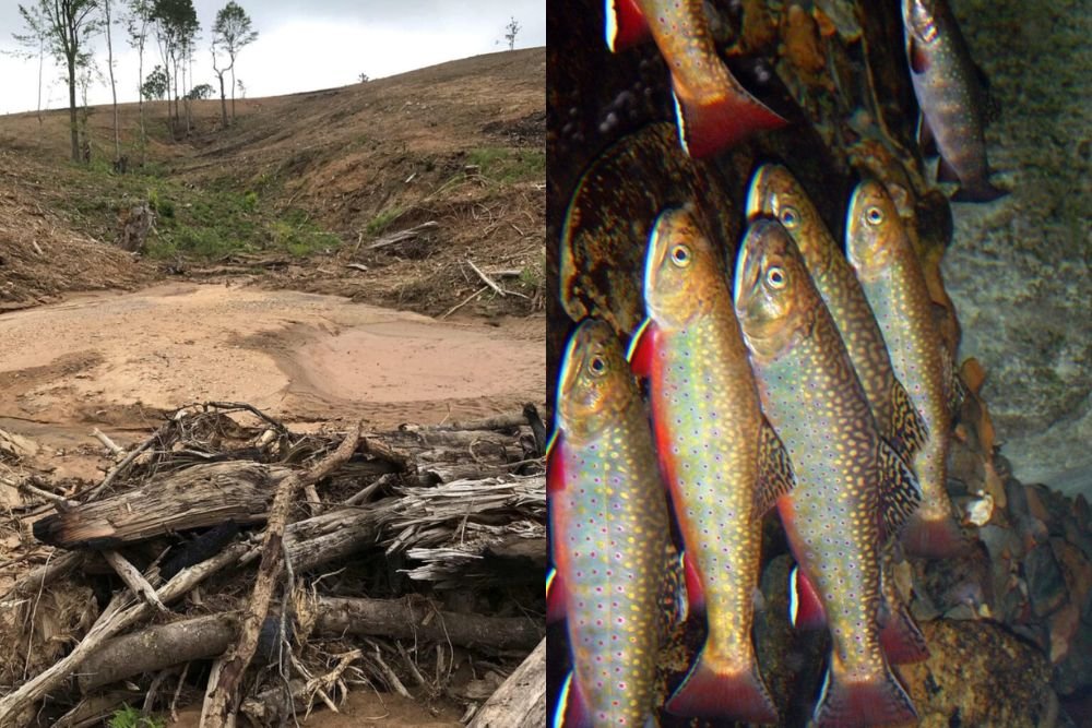 NC Cattle Farmer Fined $92,000 Over Damage to Mountain Streams