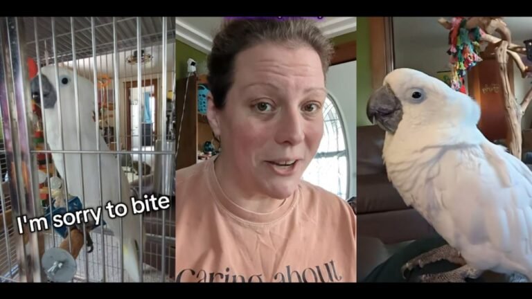 Ohio Influencer’s Cockatoo Goes Viral for Asking to Watch ‘Hamilton’ After Apology