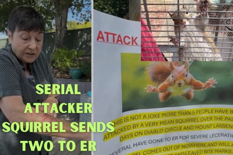 Serial Attacker Squirrel Sends Two Calif. Residents to the ER After Pouncing: ‘I Was Full of Blood’