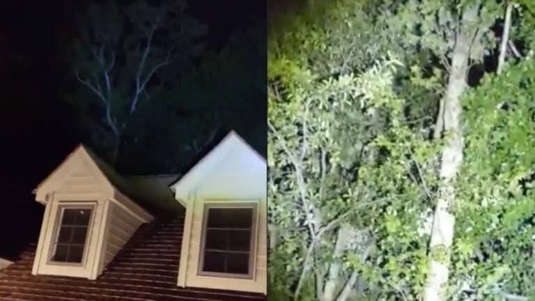 South Carolina Yard Mystery: Bigfoot or Escaped Monkeys? Internet Still Divided