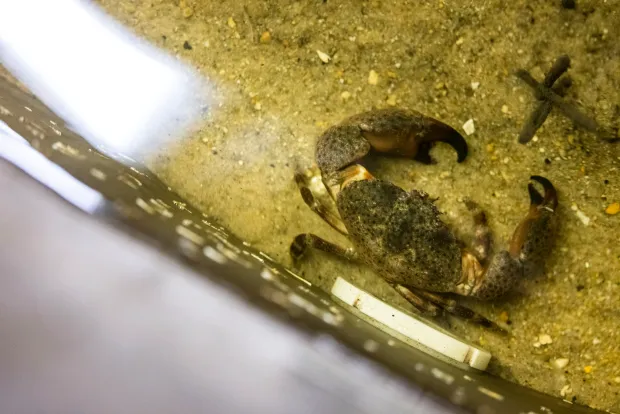 Stone Crabs Now Settling Into the Lower Chesapeake Bay, Scientists Say