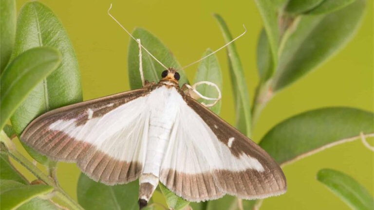 Invasive Box Tree Moth Confirmed in Northern Virginia Counties