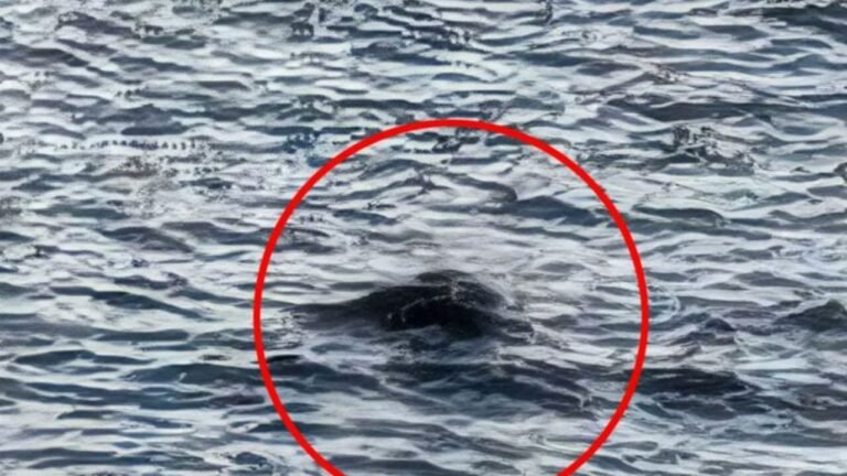 ‘Alive and Moving’: New Sightings Renew Loch Ness Monster Mystery in 2025