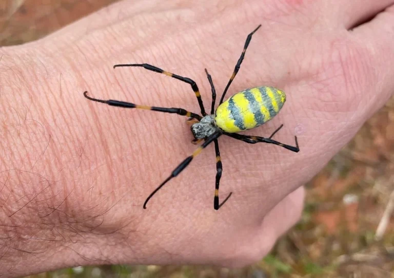 ‘A Big Yellow Spider!’: Sightings of Invasive Joro Spiders on the Rise in South Carolina