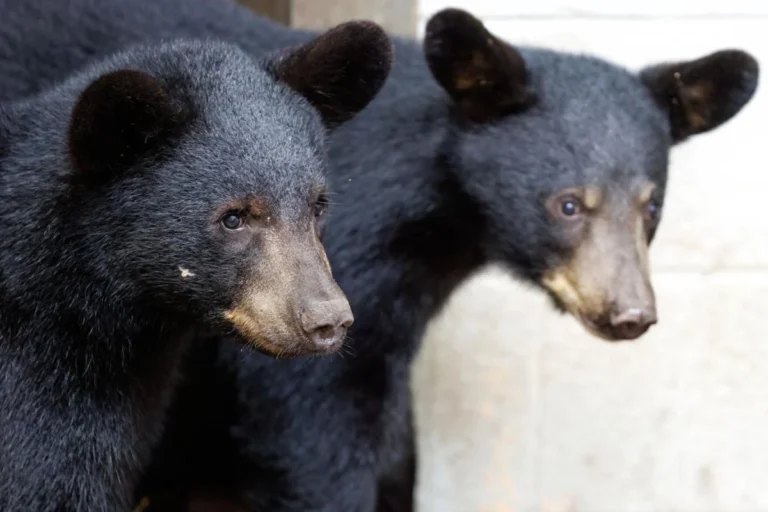 Twelve Rehabilitated Black Bear Cubs Released Into the Wild Across North Carolina
