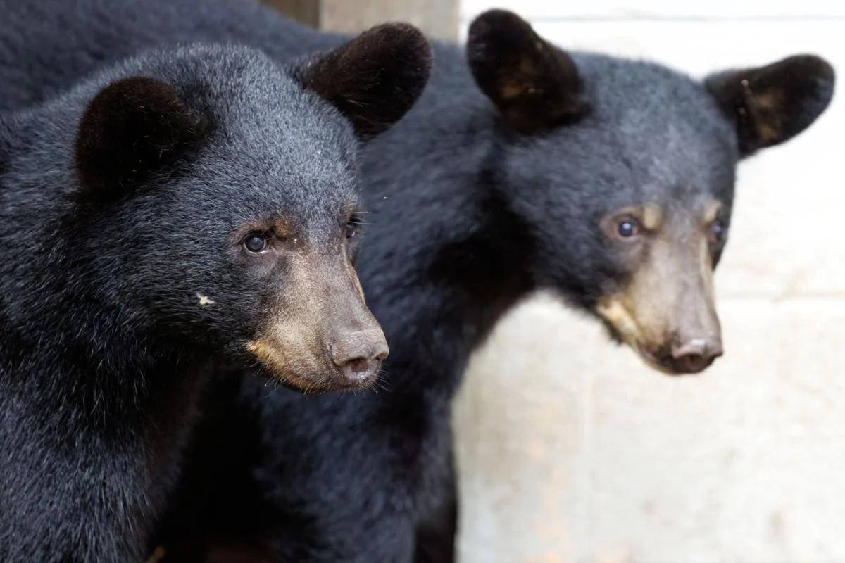 Twelve Rehabilitated Black Bear Cubs Released Into the Wild Across North Carolina