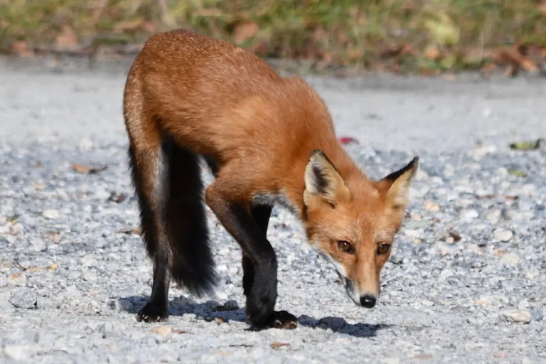 Rabid Fox ‘Attached’ Itself to North Georgia Woman’s Leg Outside Retirement Facility