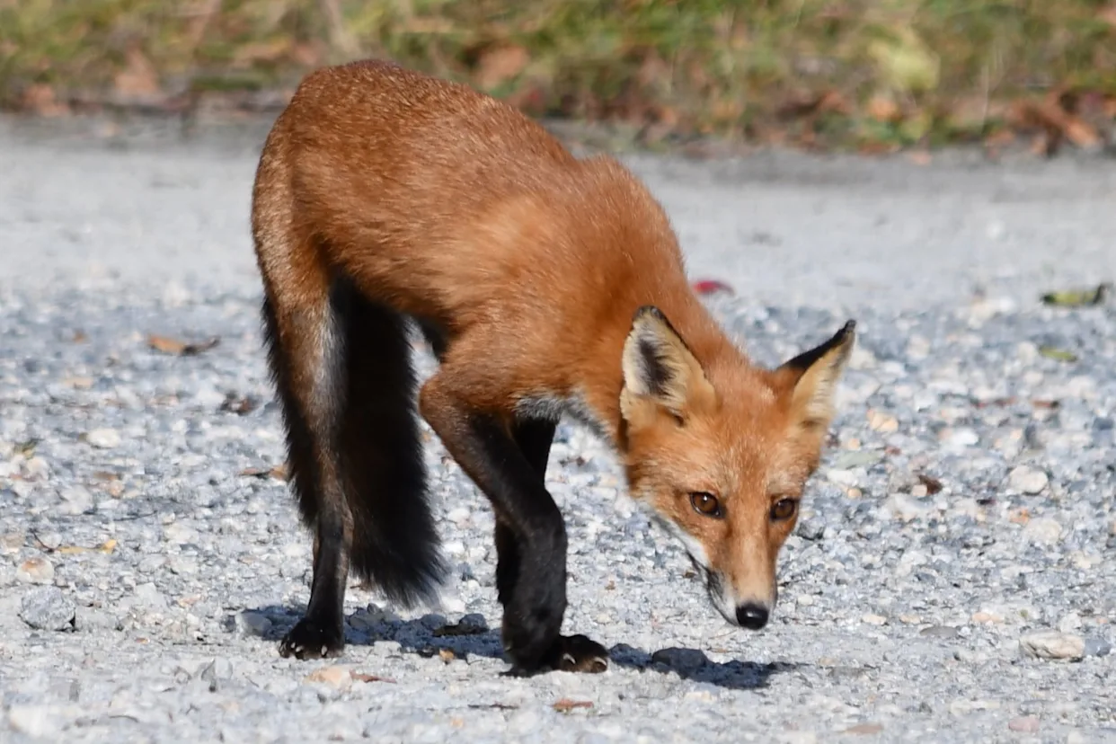 Rabid Fox ‘Attached’ Itself to North Georgia Woman’s Leg Outside Retirement Facility