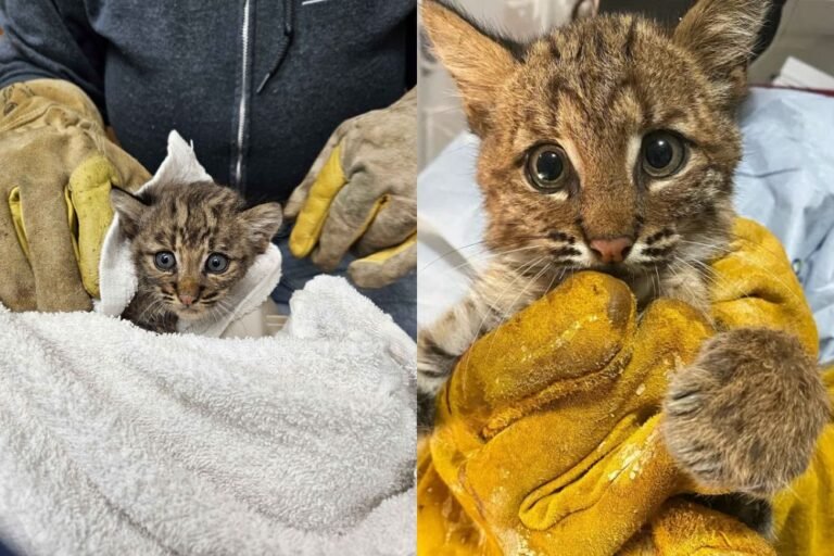 Bobcat Kitten Rescued in Highland County, Now Receiving Care at Wildlife Center of Virginia