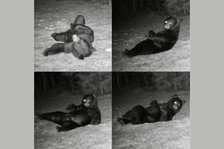 Conway Bear Caught ‘Showing Off’ on Camera — Returns Nightly Like He Knows He’s Being Watched