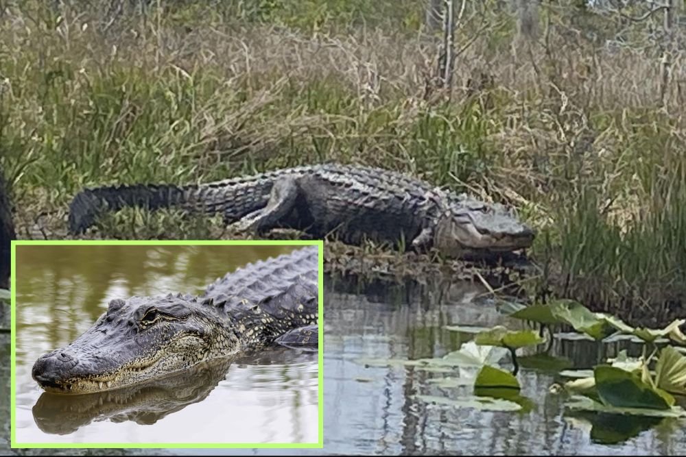 Experts Warn Alligator Sightings Rising North of Georgia’s Fall Line