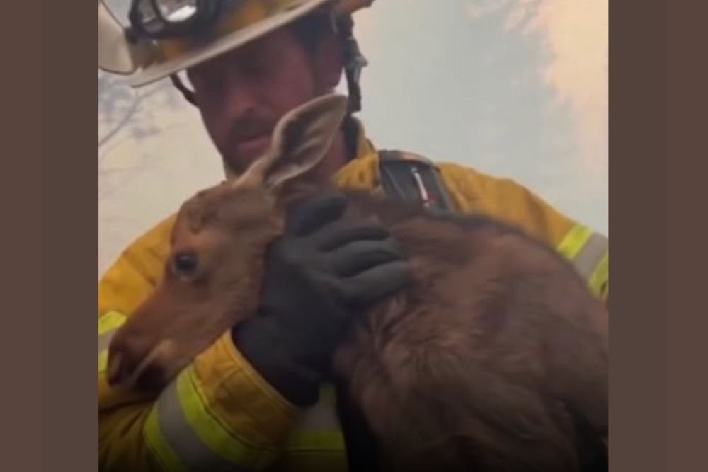 Firefighter Defies Orders During Raging Wildfire — Rushes Into Flames to Save Trapped Baby Moose