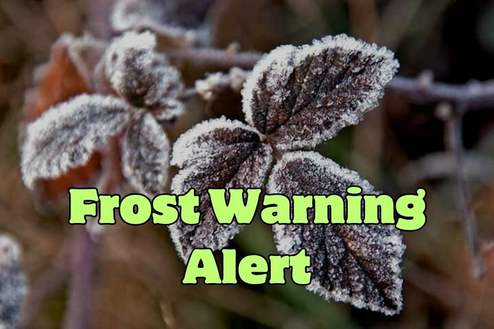 Frost Warning Alert