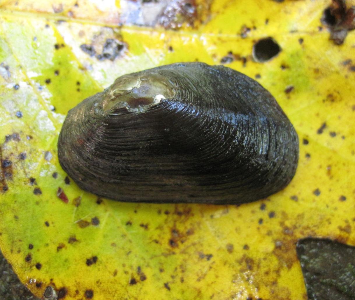 Rare ‘Solstice Creekmussel’ Discovered in North Carolina Streams — Scientists Confirm New Species