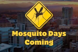 Experts Warn of Rising ‘Mosquito Days’ in North Carolina as Heat Streak Becomes Second Longest on Record