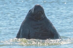 Record Number of Manatees Spotted in South Carolina as Migration Season Begins