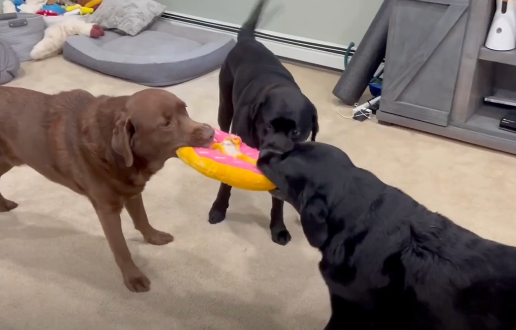 Canine Chaos: Three Labradors’ Hilarious Tug-of-War Over Toy Goes Viral in Massachusetts