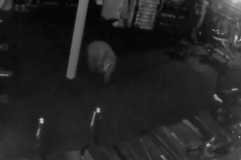 Black Bears Break Into Aspen Gym, Steal Protein Shakes in Viral Video