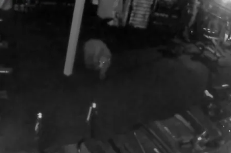Black Bears Break Into Aspen Gym, Steal Protein Shakes in Viral Video