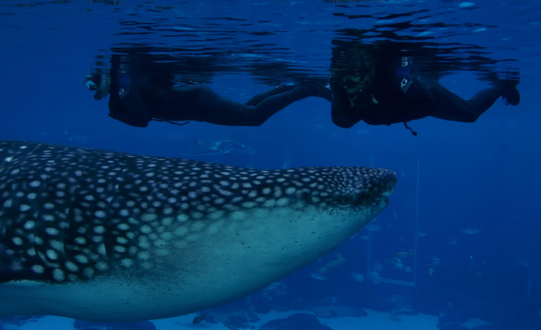 Visitors Experience Once-in-a-Lifetime Dive With Whale Sharks at Georgia Aquarium