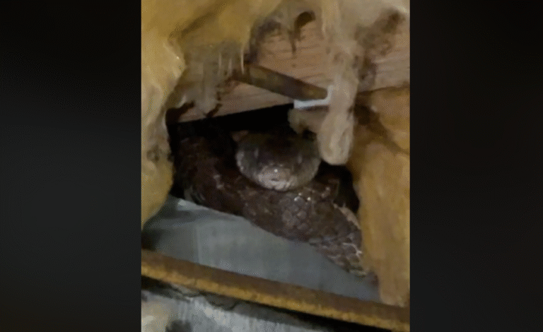 South Georgia Homeowner Finds Massive Snake Hiding Beneath House, Along With 6-Foot Shed Skin