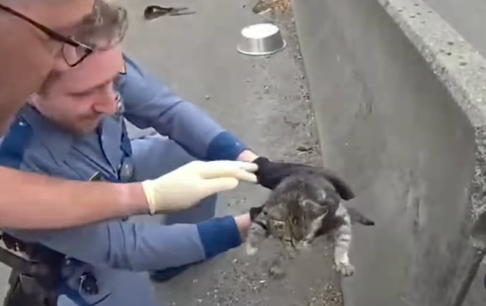 Troopers Rescue Kitten Found Hiding Under Concrete Barrier on Busy Interstate