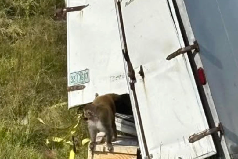 Aggressive Lab Monkeys Escape After Truck Crash on I-59 — Public Warned to Stay Away