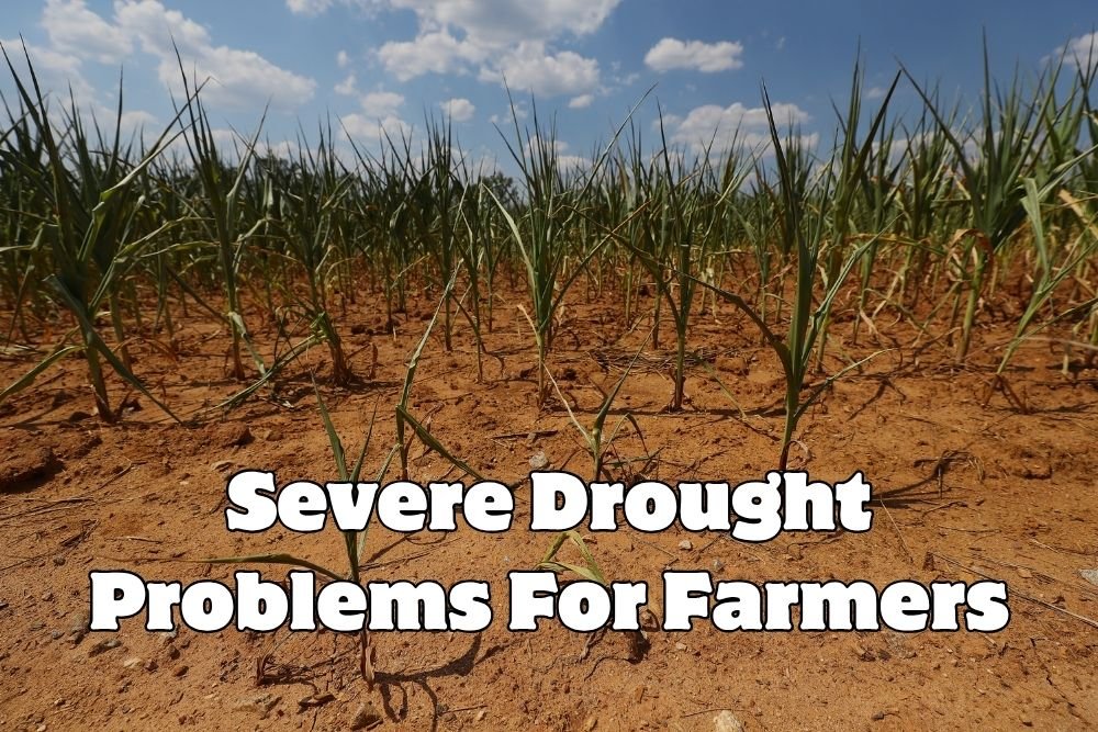 Severe Drought Problems For Farmers