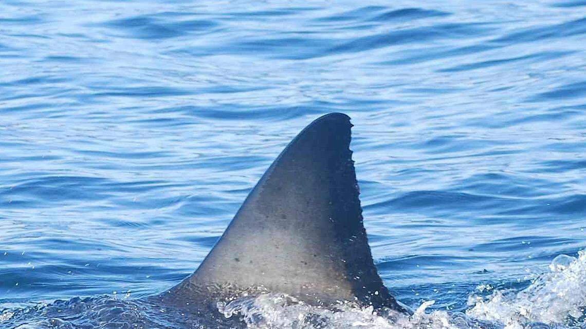 1,000-Pound Great White Shark Spotted Swimming Off Myrtle Beach Coast