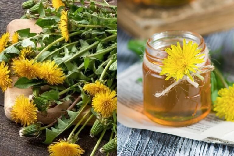 The Wild Edible Plants Thriving in Western North Carolina Backyards