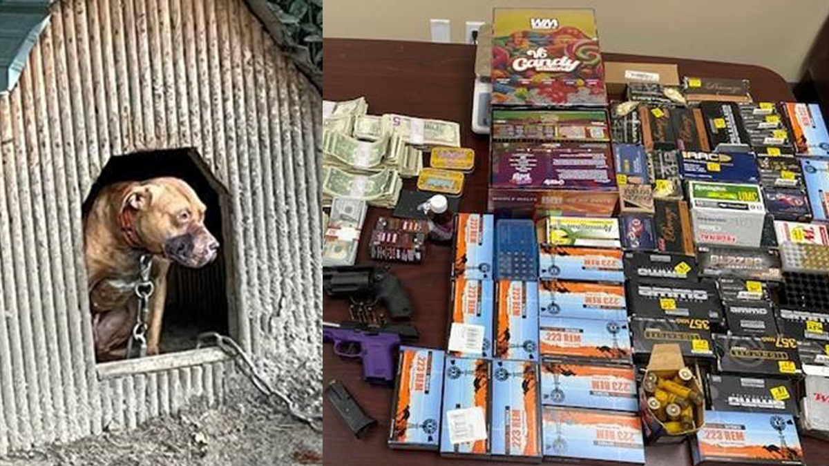 South Carolina Man Arrested After 24 Pit Bulls Found in Dog Fighting, Drug Operation