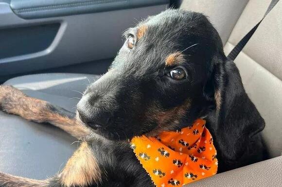 Terrified Puppy Abandoned Twice in One Month Now Desperately Seeking a Forever Home