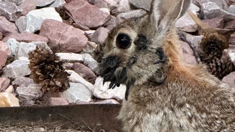 ‘Zombie’ Rabbits With Black Horns and Mouth Tentacles Spotted in Colorado Backyards, Experts Explain What’s Behind the Frightening Look