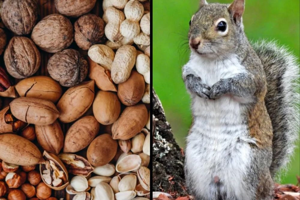 ‘Squirrels Have The Plague’: California Woman Covers Brother With Nuts in Park — What Happens Next Is Wild