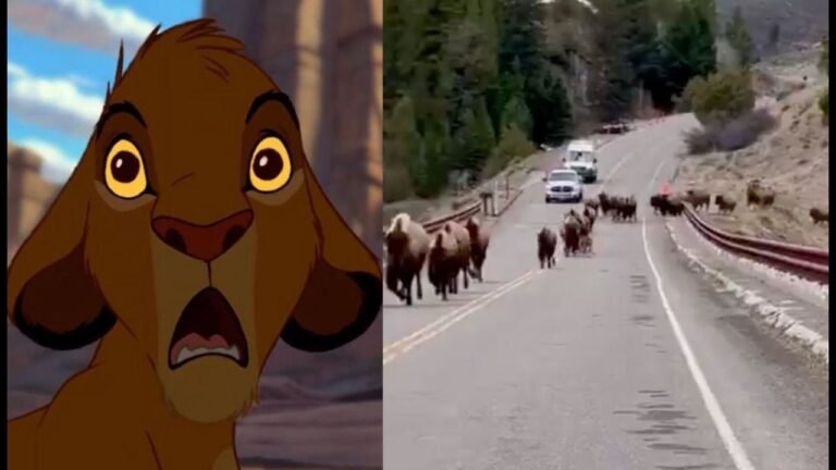 ‘The Lion King’ Comes to Life: Massive Herd of Bison Stampedes Down Yellowstone Road in Breathtaking Viral Video