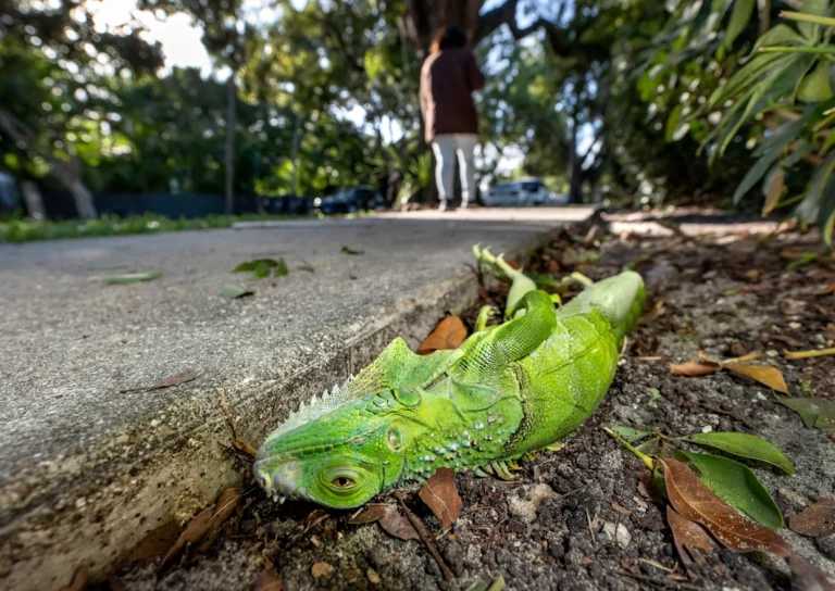 Cold Snap in Florida Causes Iguanas to Fall from Trees as Temperatures Drop into the 40s